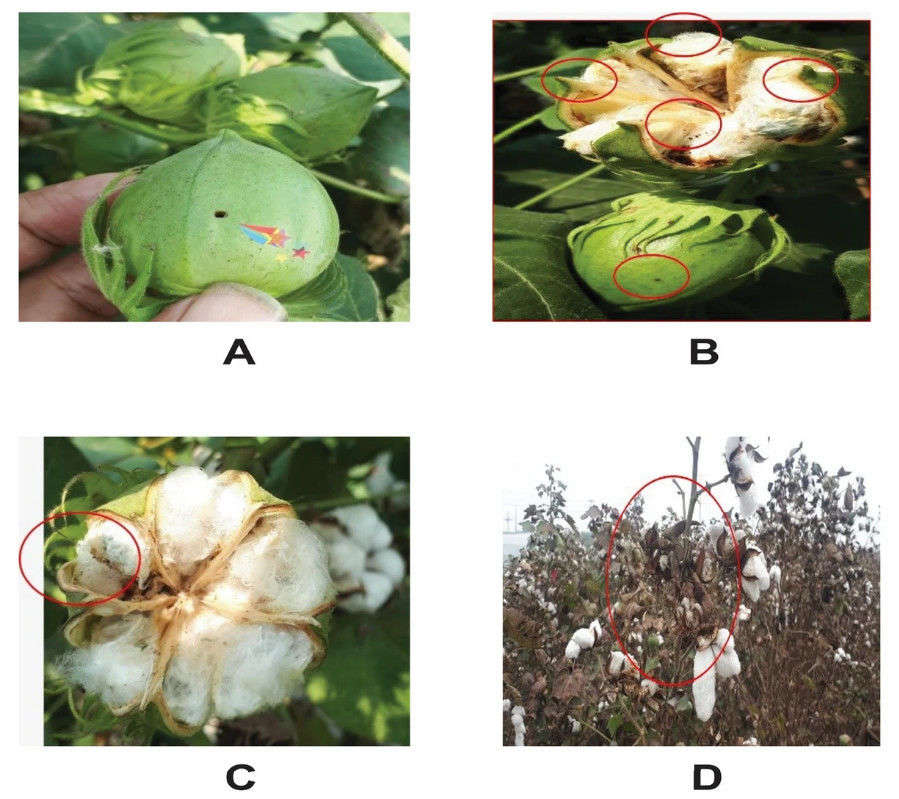 Results of pink bollworm mortality assay in transgenic and non-transgenic cotton plants.